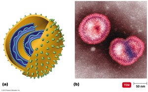 Enveloped helical virus structure and electron micrograph