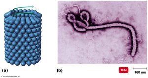 Helical virus structure and electron micrograph (Ebola virus)