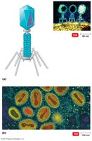 Complex virus (bacteriophage and poxvirus)