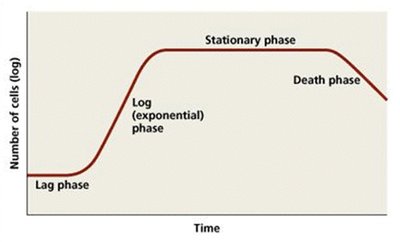 Bacterial growth curve showing lag, log, stationary, and death phases