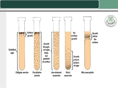 Test tube growth patterns for obligate aerobe, facultative aerobe, aerotolerant anaerobe, strict anaerobe, microaerophile