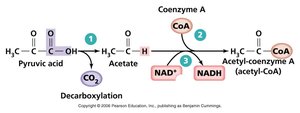 Synthesis of Acetyl-CoA from pyruvate