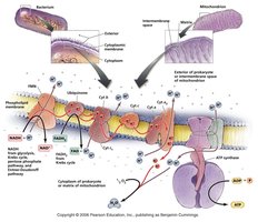 Electron transport chain and chemiosmosis