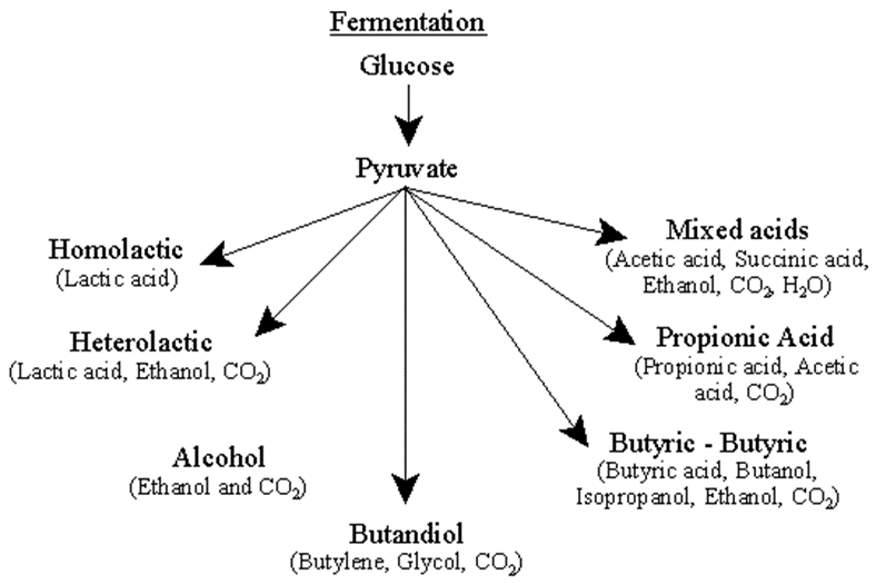 Fermentation pathways and products