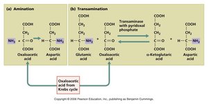 Amination and transamination reactions in amino acid biosynthesis