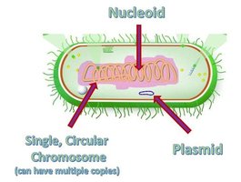 Bacterial chromosome and plasmid diagram