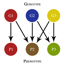 Genotype–phenotype map