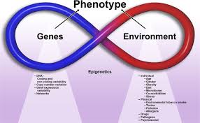 Phenotype diagram