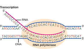 Transcription diagram