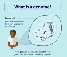 Genome diagram