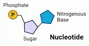 Nucleotide structure diagram