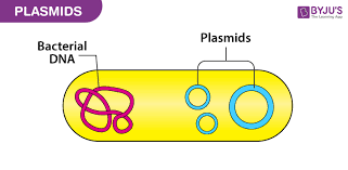Bacterial plasmid diagram