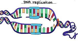 DNA replication diagram