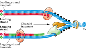 Lagging strand diagram