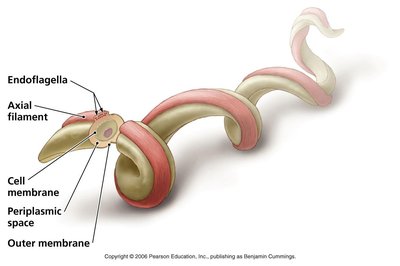 Classification of medically important spirochetes