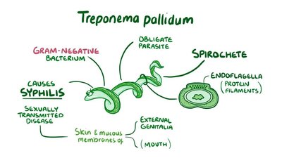 Treponema pallidum overview: spirochete, causes syphilis, endoflagella