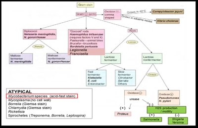 Flowchart of Gram-negative bacteria classification including Rickettsias and Spirochetes