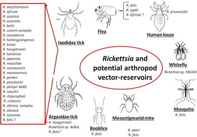 Rickettsia and potential arthropod vector-reservoirs