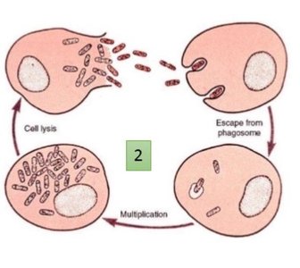 Rickettsia intracellular life cycle: escape from phagosome, multiplication, cell lysis