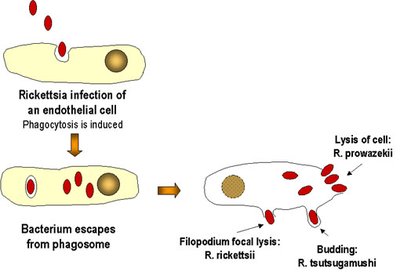 Rickettsia infection of endothelial cell and escape from phagosome