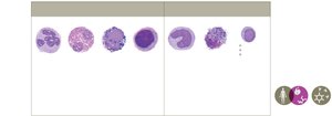 Types of leukocytes (white blood cells)