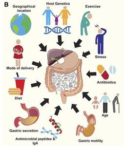 Factors affecting gut microbiome composition