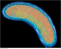 Bacterial cell structure illustration