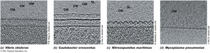 Alternative cell envelope structures