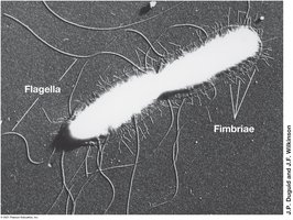 Fimbriae on bacterial cells