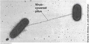 Pili on bacterial cells