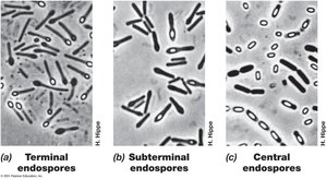 Bacterial endospore structure