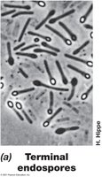 Bacterial endospore structure