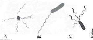 Bacterial flagella structure