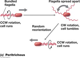 Movement in peritrichously flagellated cells
