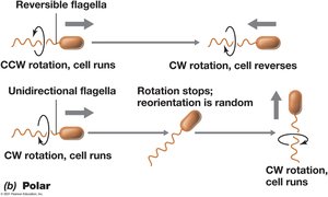 Movement in polarly flagellated cells