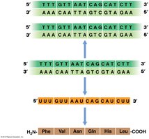 Diagram showing the flow of genetic information from DNA to RNA to protein