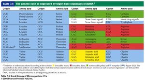 Table of the genetic code as expressed by triplet base sequences of mRNA