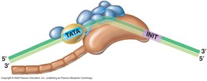 Eukaryotic transcription initiation complex with TATA box and transcription factors