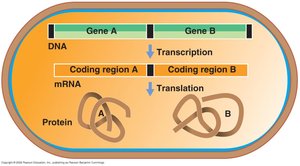 Gene expression in prokaryotic cell