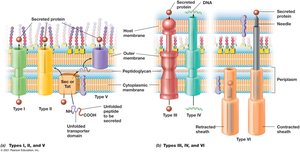 Type I-VI secretion systems in Gram-negative bacteria