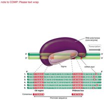 Bacterial RNA polymerase with sigma factor binding to promoter