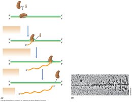 Transcription in progress with short and long transcripts
