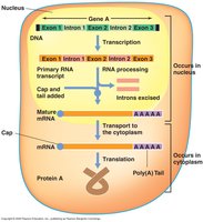 Eukaryotic gene structure with introns and exons