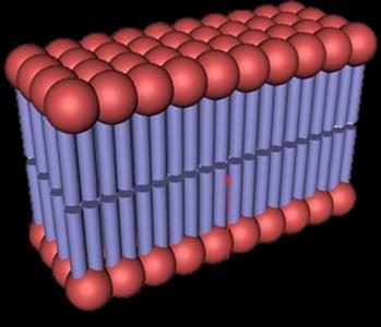 Phospholipid bilayer structure