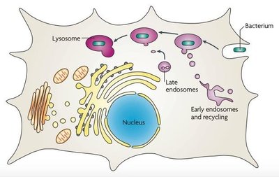 Article on Legionella pneumophila replication vacuole