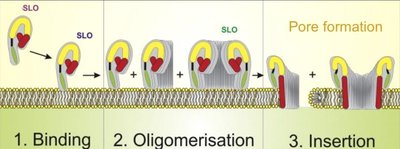 Mechanism of pore formation by Streptolysin O (SLO)