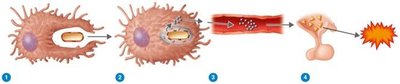 Pathway of endotoxin-induced fever via cytokine release