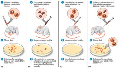 Griffith's transformation experiment with mice and Streptococcus pneumoniae