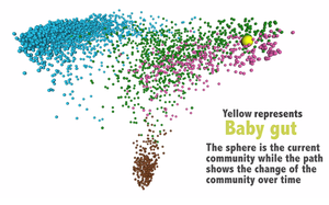 Visualization of baby gut microbiome development over time