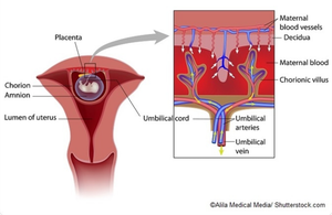 Diagram of placenta and umbilical cord structure